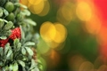 クリスマスイルミネーション
