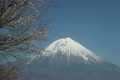 富士山と桜