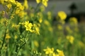 菜の花畑