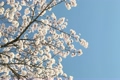 桜と青空