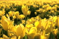 Tulip Field