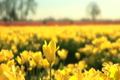 Tulip Field, one flower raised up