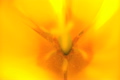 Inside a tulip