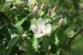 マルメロの花