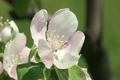 マルメロの花