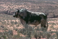 Bulls in desert zoom P HD