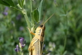 Grasshopper head close P HD 1619