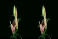 Stereoscopic 3D time-lapse of opening pink lily cross-eye 1ahs