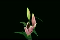 Stereoscopic 3D time-lapse of opening pink lily (left-eye) 3a