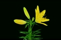 Stereoscopic 3D time-lapse of opening yellow lily (left-eye) 1a