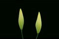 Stereoscopic 3D time-lapse of opening yellow lily (right-eye) 2a