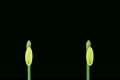 Stereoscopic 3D time-lapse of opening narcissus "Barret Browning" 1hs-cross-eye