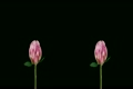 Stereoscopic 3D time-lapse of opening pink peony 1ahs (cross-eye)