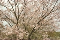 桜の歩道