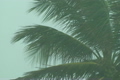 Hurricane Palm