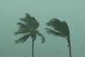 Hurricane Palm Trees