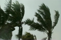 Palm Trees in Wind