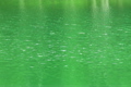 緑映る湖面