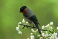 ズミの花にウソのオス