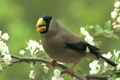 ズミの花にイカル