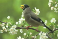 ズミの花にイカル