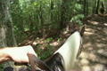 Horseback Riding in the Woods