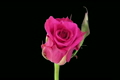 Time-lapse of opening "Aquarius" rose 1c