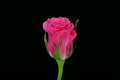 Time-lapse of opening "Ballet" rose 2c