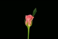 Time-lapse of opening "Ballet" rose with alpha matte 3