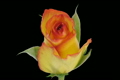 Time-lapse of opening "Birdy" rose with alpha matte 1