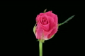 Time-lapse of opening "Carat" rose 1c
