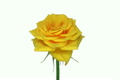 Rotating "Golden Gate" rose isolated on white endless loop 1