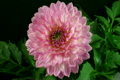 Time-lapse of blooming pink dahlia 2