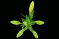 Time-lapse of yellow lily opening 3