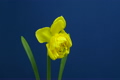Time-lapse of yellow narcissus flower opening 2