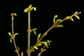 Time-lapse of opening forsythia flowers isolated on black 1a