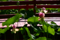 日本庭園とハスの花 2　ループ素材