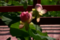 日本庭園とハスの花 5