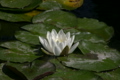 蓮の花･白　ループ素材