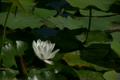 蓮の花･白　ループ素材