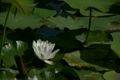 蓮の花･白　ループ素材