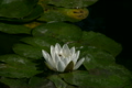 蓮の花･白　ループ素材