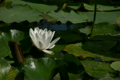蓮の花･白　ループ素材