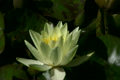 蓮の花・黄色　蜂