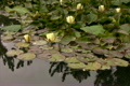 蓮の花・黄色　ループ素材