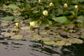 蓮の花・黄色　ループ素材