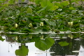 蓮の花・黄色　ループ素材