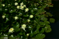 蓮の花・黄色　ループ素材