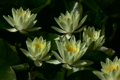 蓮の花・黄色　ループ素材