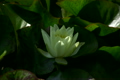 蓮の花・黄色　ループ素材